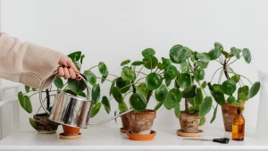 how to nourish yourself