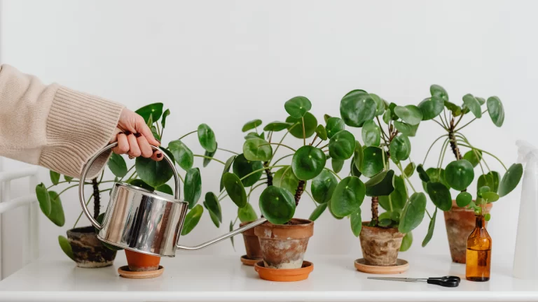 how to nourish yourself
